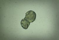 Jaroměř, ZUŠ F. A Šporka, Mikrle, Kolegium hraběte Šporka, Šlépěj, CP Loutkářská Chrudim 2017