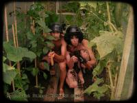 Cheb, UMSKUP, Švédované filmy