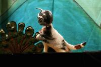 Praha-Hostivař, Frydolín, Zvířátka a loupežníci