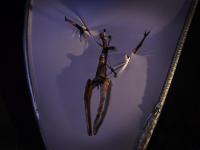 Hradec Králové, Dno, Lapohádky, 2011