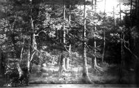 Třeboň, Právovárečné divadlo, dekorace lesa, 1871