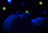 Náchod, J.S.T.E. Artyžok a D.R.E.D., Ikonanta, KP AUDIMAFOR Hradec Králové 2012